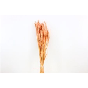 Dried Triticum Bleached Light Pink Bunch