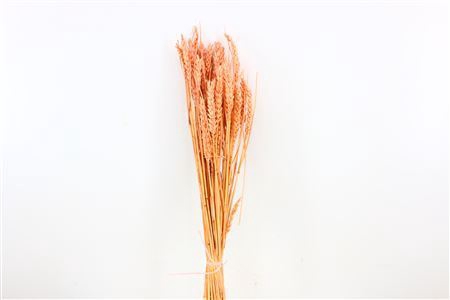 Dried Triticum Bleached Light Pink Bunch