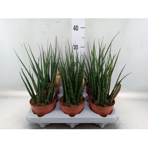 Sansevieria  'Fernwood'