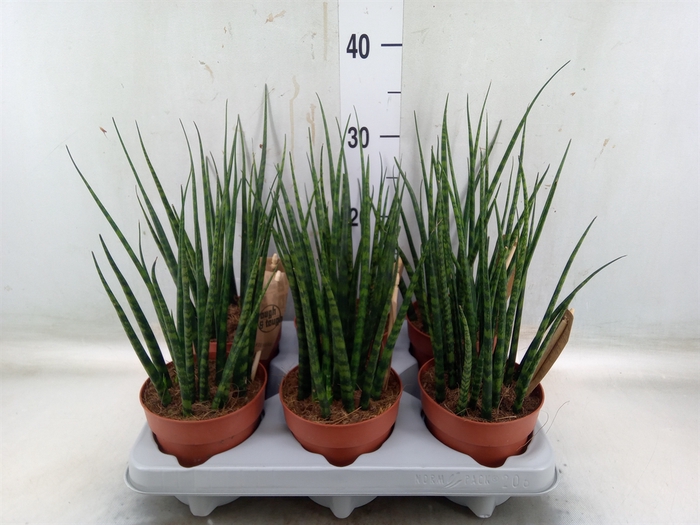 <h4>Sansevieria  'Fernwood'</h4>