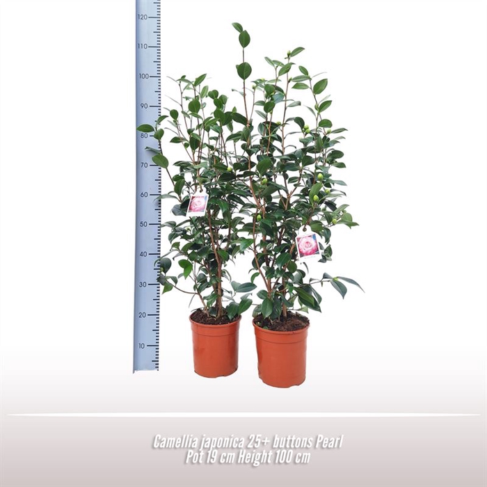 <h4>Camellia japonica struik</h4>