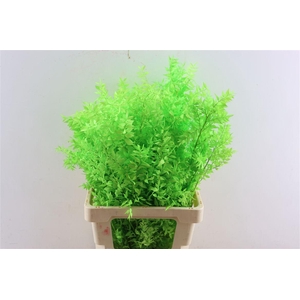 Pres Ruscus Applegreen P Stem