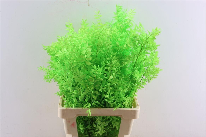 <h4>Pres Ruscus Applegreen P Stem</h4>