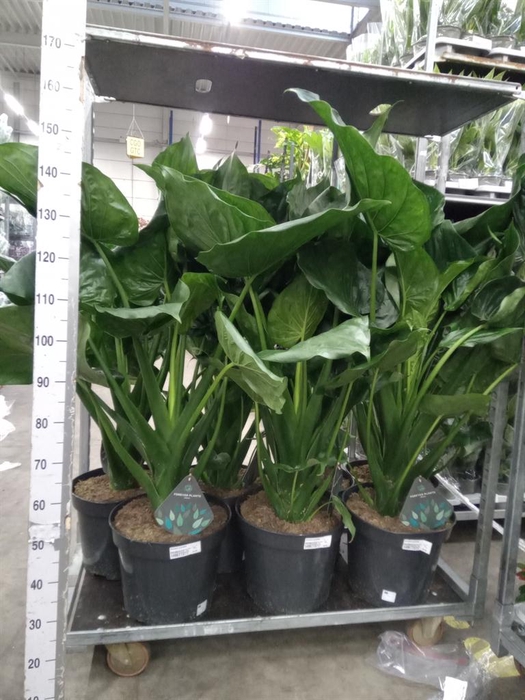 <h4>Alocasia cucullata</h4>