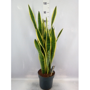 Sansevieria trifa. 'Laurentii'