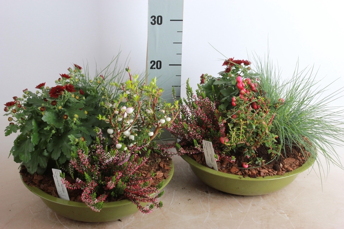 <h4>ARR TUINPLANTEN</h4>