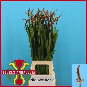 CHASMANTHE FLOR SATURNUS CHASMAN SA