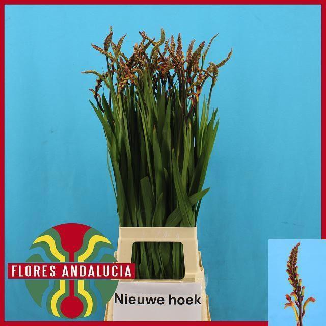 <h4>CHASMANTHE FLOR SATURNUS CHASMAN SA</h4>