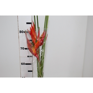 HELIC RED OPAL