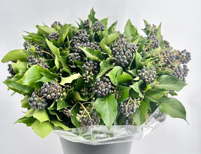 <h4>DEC Hedera Black Berries 400gr</h4>