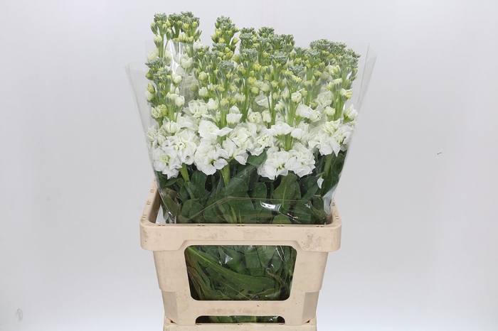 <h4>Matthiola Iron White</h4>