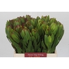 Leucadendron Goldstrike