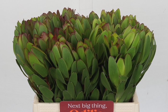 <h4>Leucadendron Goldstrike</h4>