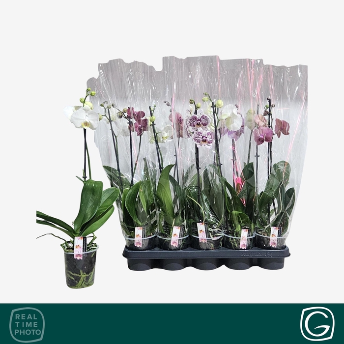 <h4>PHAL GEM 4 KL</h4>
