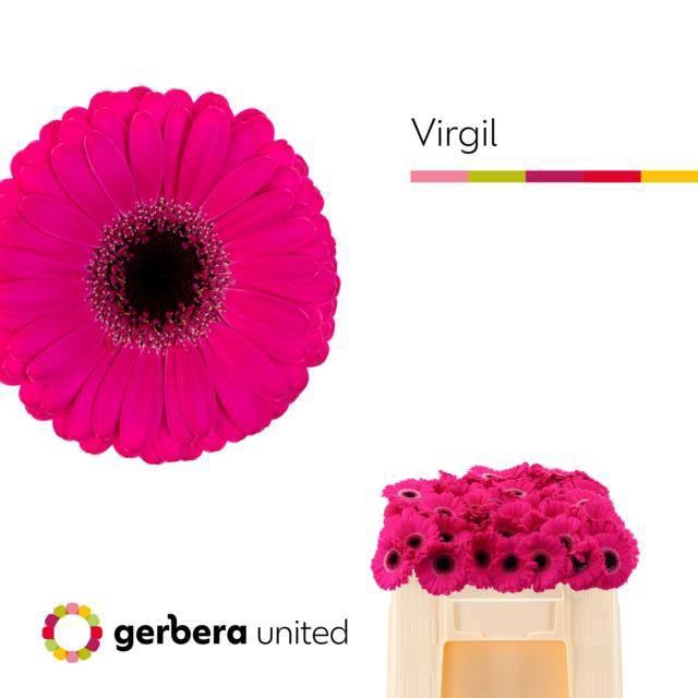 <h4>GE MI VIRGIL</h4>