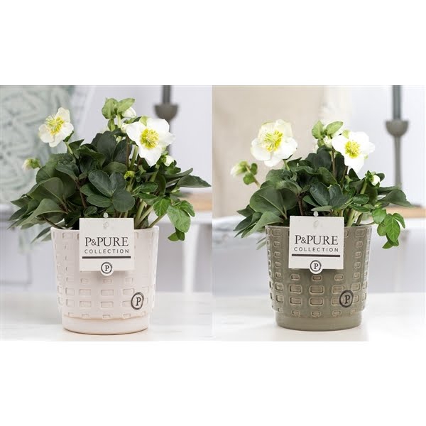 <h4>1st class Helleborus "Xmas C." in P&PURE Floor ceramics ass. 2</h4>