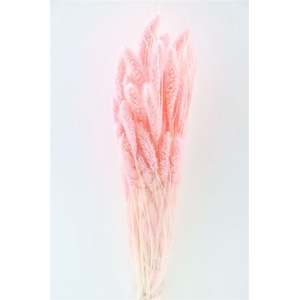 Dried Setaria L Pink Bunch