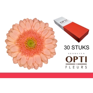 GE MI ICE CREAM-Doosx30