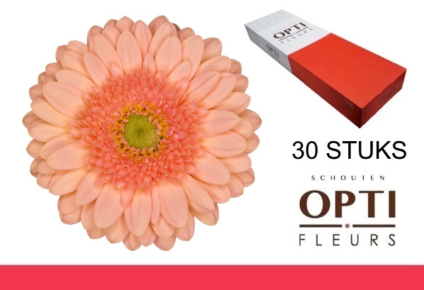 <h4>GE MI ICE CREAM-Doosx30</h4>