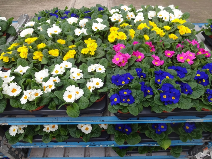 <h4>PRIM AC MIXK</h4>