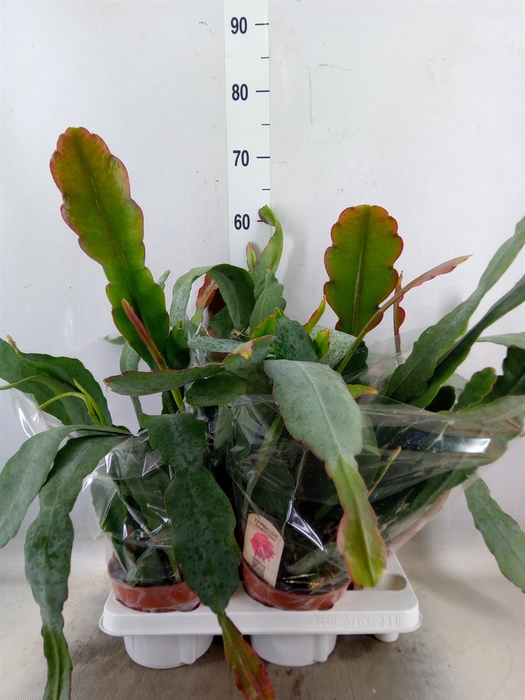 <h4>Epiphyllum   ...</h4>