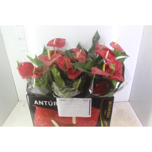 ANTHURIUM MICHIGAN P17 PREMIUM