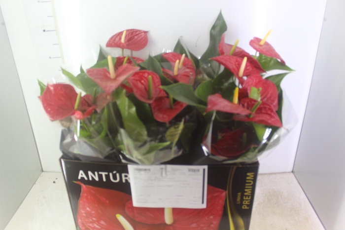 <h4>ANTHURIUM MICHIGAN P17 PREMIUM</h4>