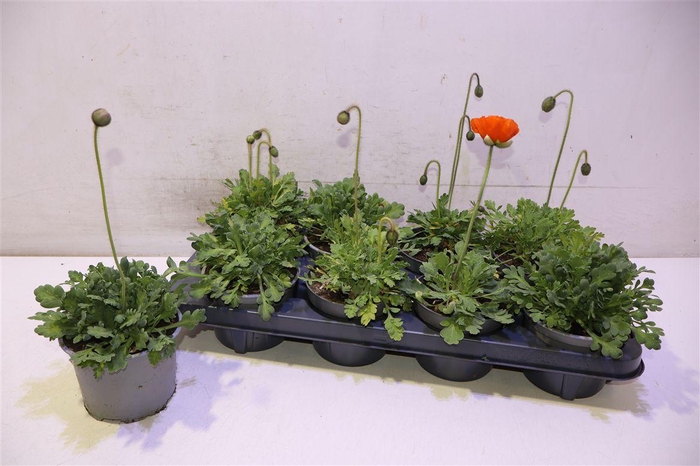 <h4>Papa Nudicaule</h4>