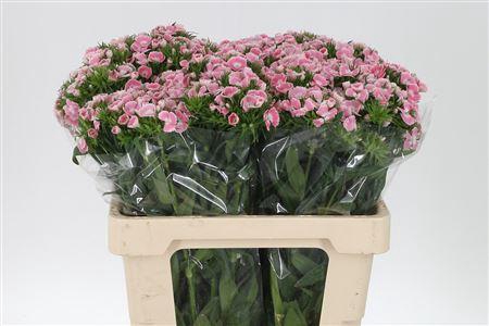 <h4>Di Barb Lindo Bre</h4>