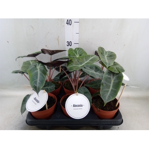 Alocasia   ...