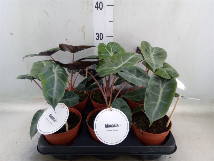 <h4>Alocasia   ...</h4>