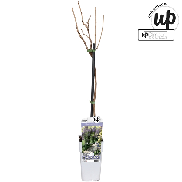 <h4>Wisteria sinensis Caroline P15</h4>