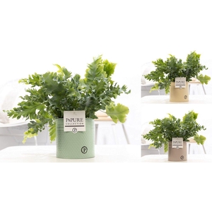 Phlebo Davana Zink Louise