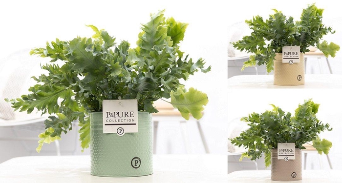 <h4>Phlebodium Davana in P&PURE zinc Louise 4 ass</h4>