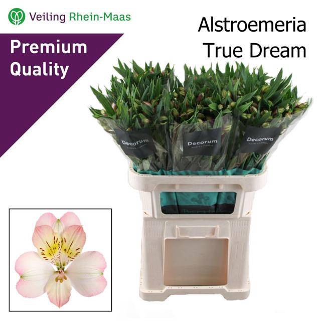 <h4>ALSTR TRUE DREAM</h4>