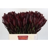 Leucadendron Saf Sunset Dark R.