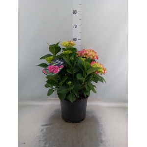 Hydrangea mac. 'Sibilla'