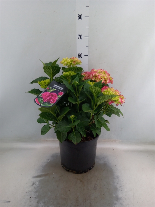 <h4>Hydrangea mac. 'Sibilla'</h4>