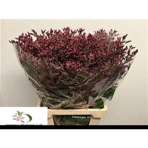 Lim Sin Scarlet Diamond