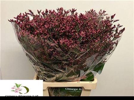 <h4>Lim Sin Scarlet Diamond</h4>