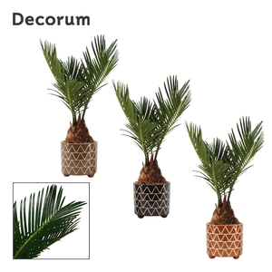 Cycas revoluta 6 cm, 3+ veren in Fee (Stone Touch-collection)