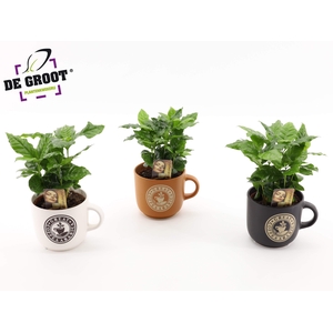 Coffea in koffiemok