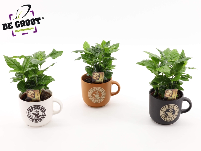 <h4>Coffea in koffiemok</h4>