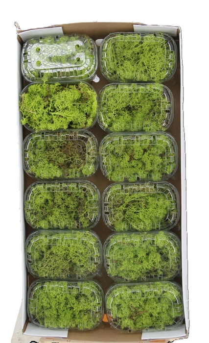 <h4>MOSSEN OV H%</h4>