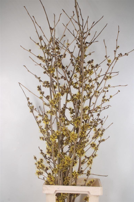 <h4>HAMA MOLLIS*</h4>