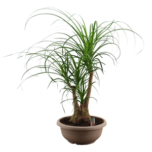 Beaucarnea vertakt compact 35 cm A2