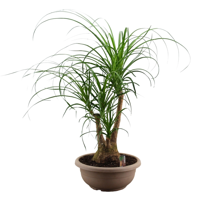 <h4>Beaucarnea vertakt compact 35 cm A2</h4>