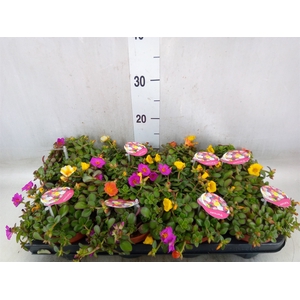 Portulaca   ...mix in pot