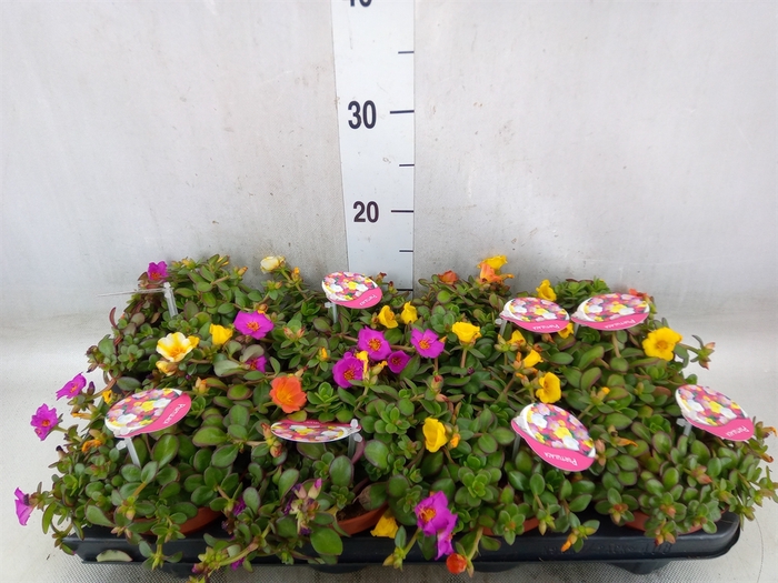 <h4>Portulaca   ...mix in pot</h4>