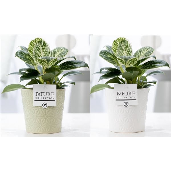 <h4>Philodendron White Wave in P&PURE Juliette ceramics ass.2</h4>